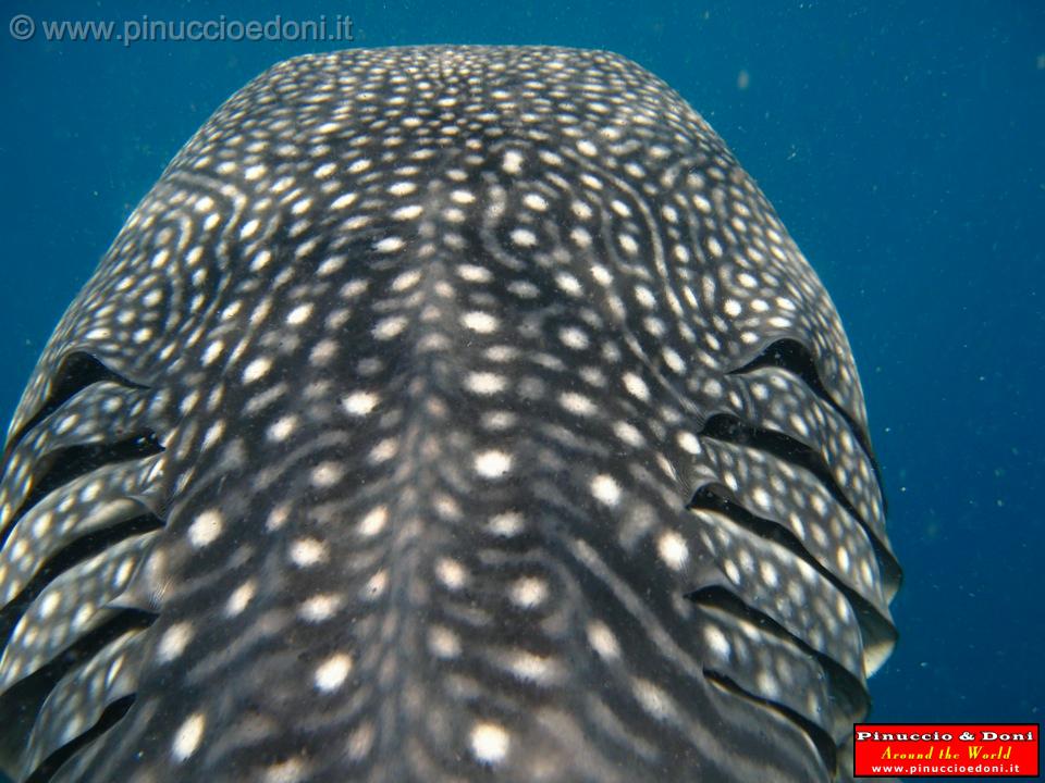 Djibouti - Whale Shark in the Gulf of Aden - 03.jpg